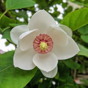 Magnolia Flower