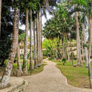 Mayaland Palm Trees