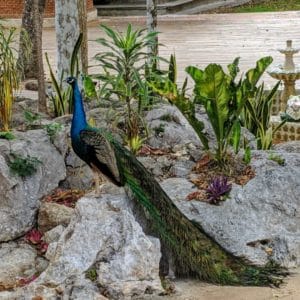 Mayaland Peacock