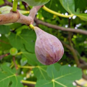 Fresh fig