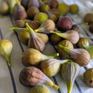 Fresh Picked Figs