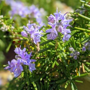 Pink Flowering Rosemary